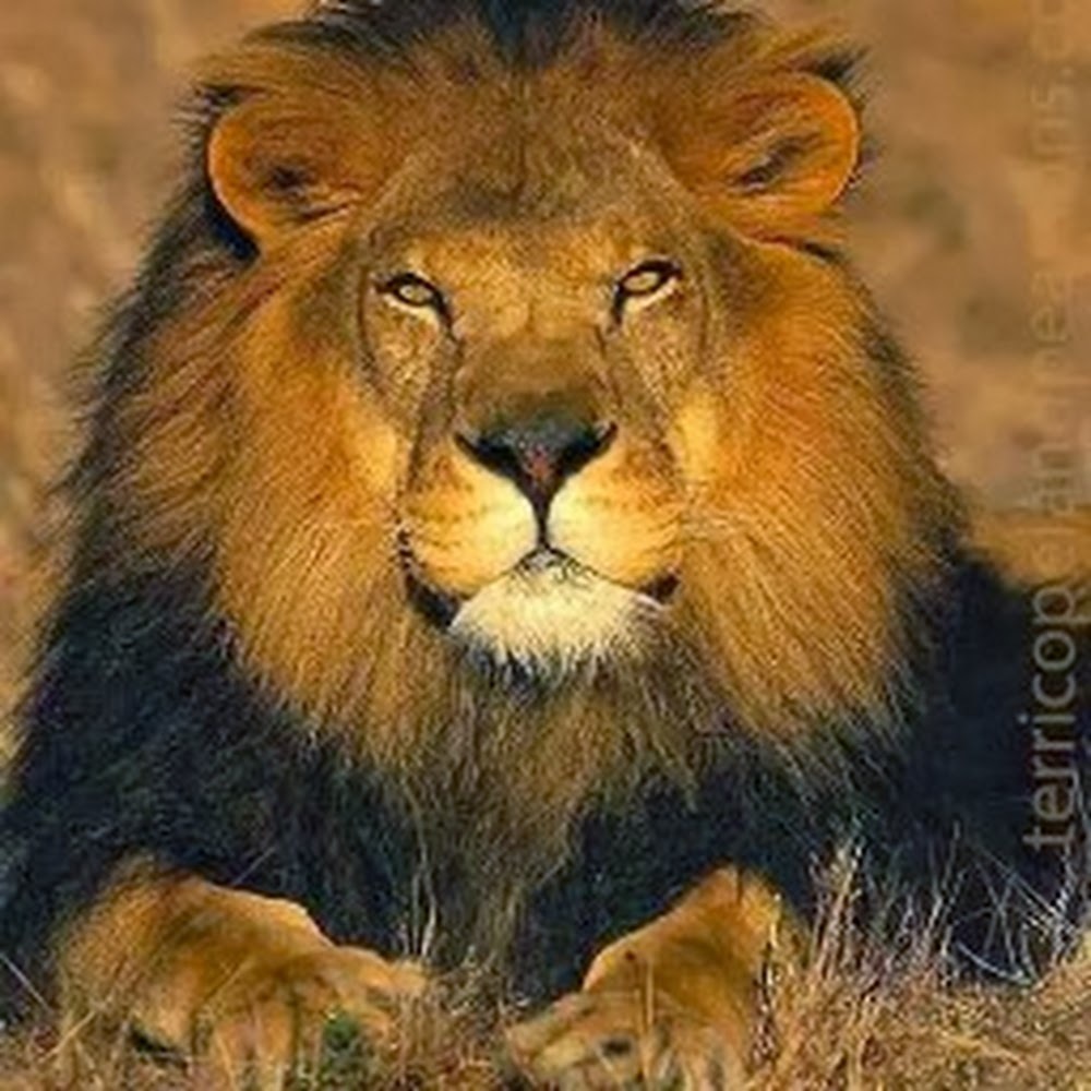 Meet your Posher, Henry